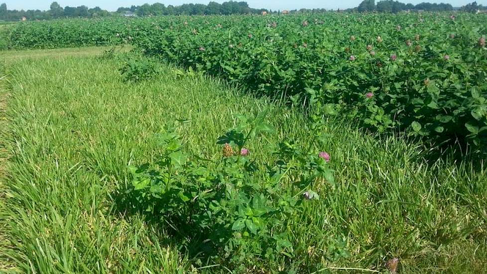 Een verdwaalde plant rode klaver groeit fors in de niet-bemeste randstrook van rietzwenk. Maar het is nog steeds 1 plant die groeit vanuit de penwortel.