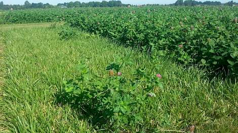 Een verdwaalde plant rode klaver groeit fors in de niet-bemeste randstrook van rietzwenk. Maar het is nog steeds 1 plant die groeit vanuit de penwortel.