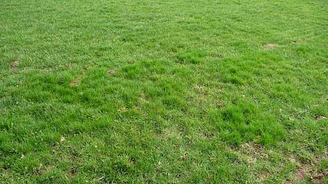 Perceel met aanwezigheid van Ruwbeemd. Oogt feller groen en is vooral in de bovengrond gevestigd.