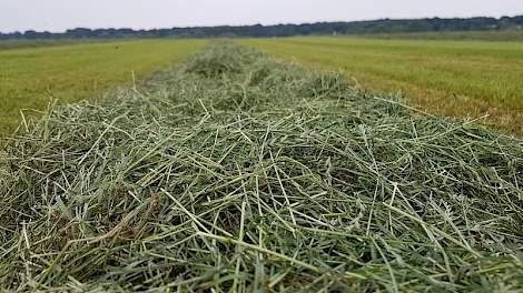 Licht doorgeschoten gras geharkt