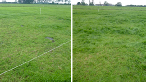 Links afgegraasd tot 4.8 cm en rechts tot 9.2 cm. De opname zal rechts hoger geweest zijn dan links, maar de benutting is links dus weer beter. Daar groeit de volgende keer weer smakelijk gras en is alles opneembaar. De rest in het rechter perceel is geen