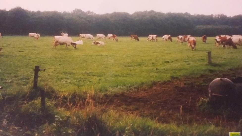 Onze weidende koeien eind jaren