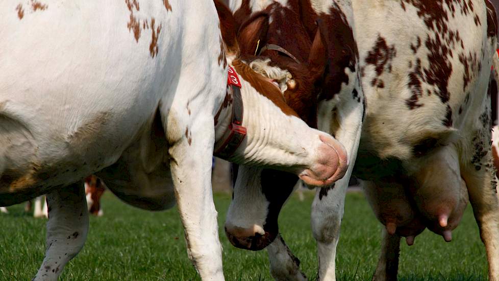 Weidende koeien vechten om de rangorde te bepalen.