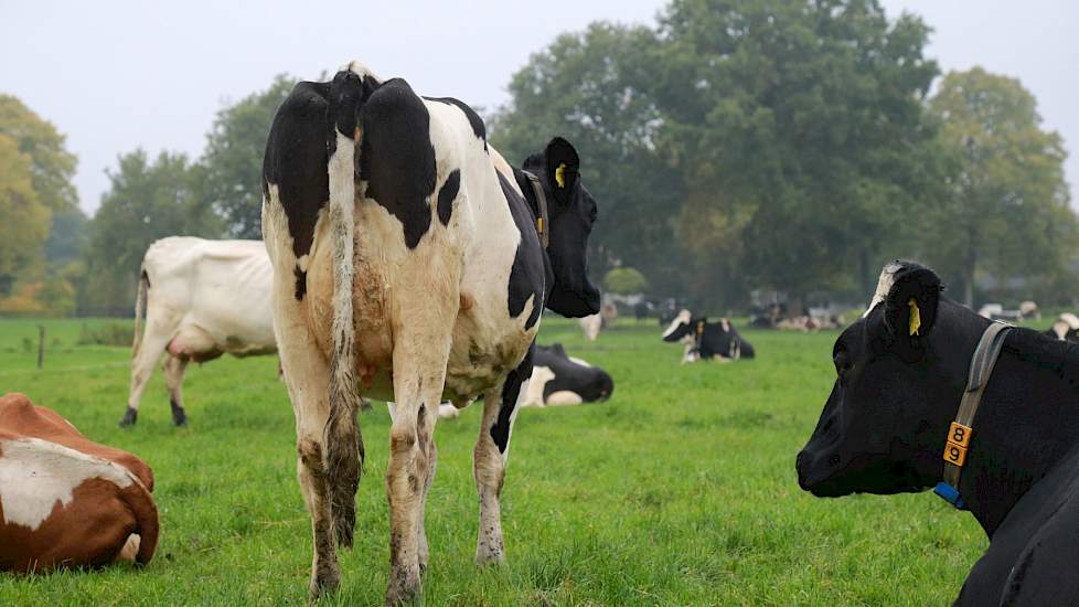 Melkkoeien in de wei.