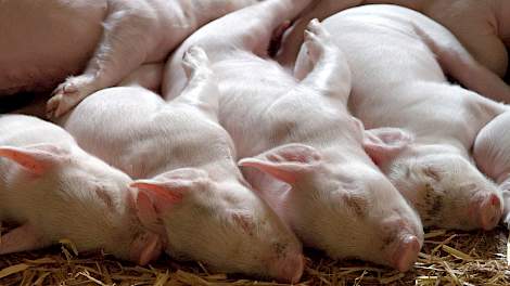 Het immuunsysteem en immuniteit in varkens: algemene kenmerken
