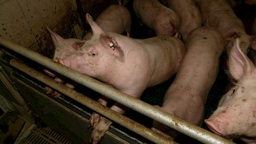 De controle van Salmonella bij de varkens- en varkensvleesproductie in Denemarken - geleerde lessen