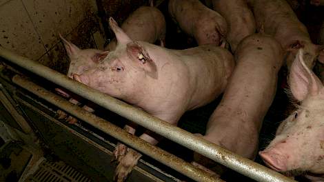 De controle van Salmonella bij de varkens- en varkensvleesproductie in Denemarken - geleerde lessen