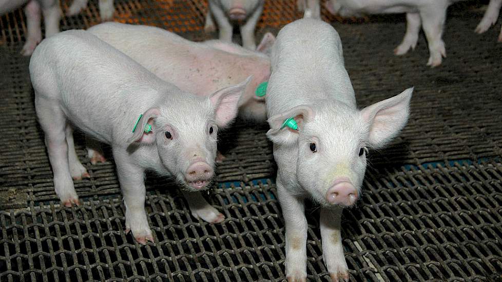 Het immuunsysteem en de immuniteit bij varkens