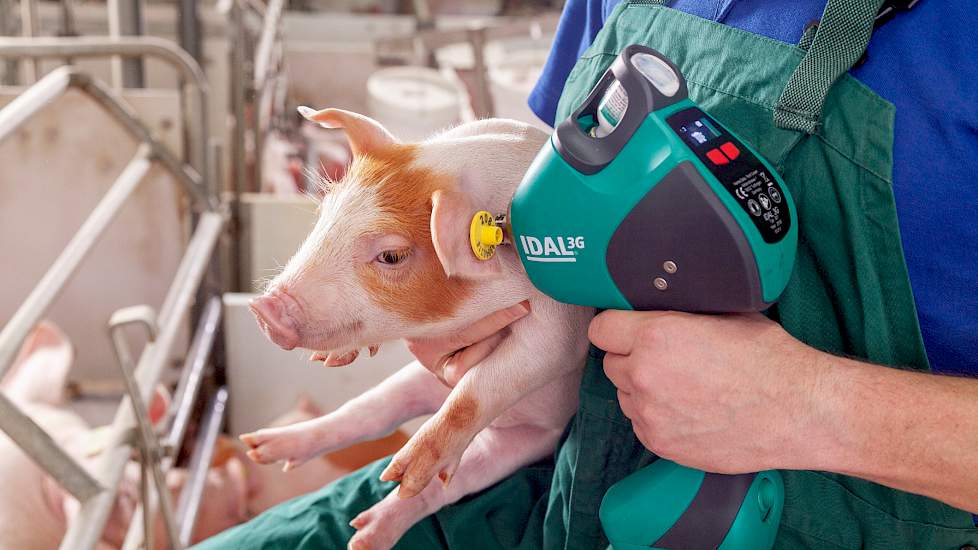 Metamorfose naaldloos vaccineren van varkens: meer gebruikersgemak