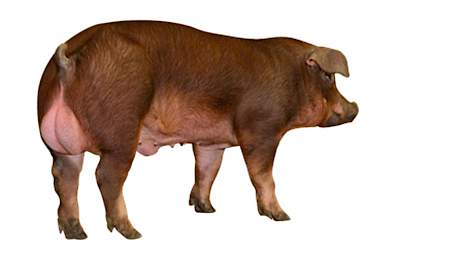 Deense Duroc