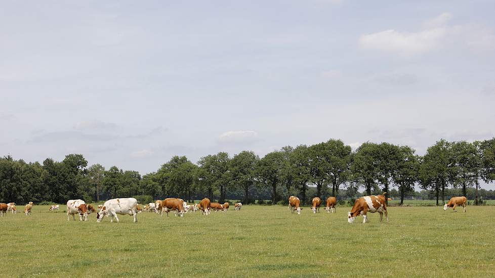 Koeien in het weiland.