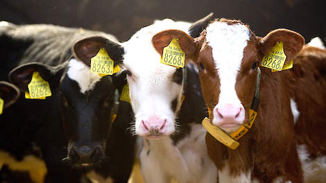 Preventie van longontsteking bij kalveren is een bewuste keuze