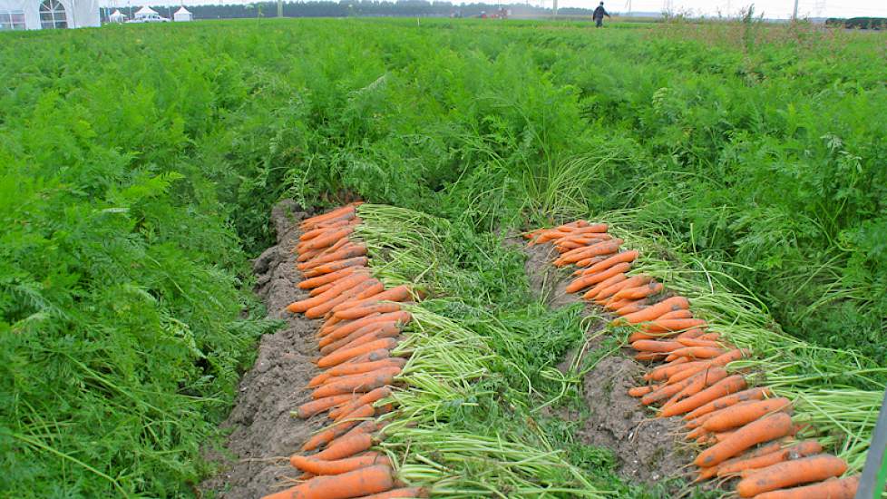 Rassen moeten niet octrooieerbaar zijn, is het standpunt van Plantum NL; octrooi kan wel gelden voor werkwijzen en methoden die veredelaars gebruiken.