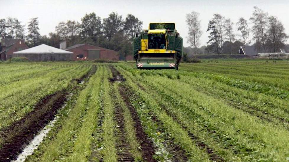 In de spuitsporen is het nat. Bij akkerbouwers die de bonen als hoofdteelt hadden, heeft de nattigheid parten gespeeld. Zij hadden veel last van schimmel en konden bovendien niet alles van het land halen, aldus Evers.