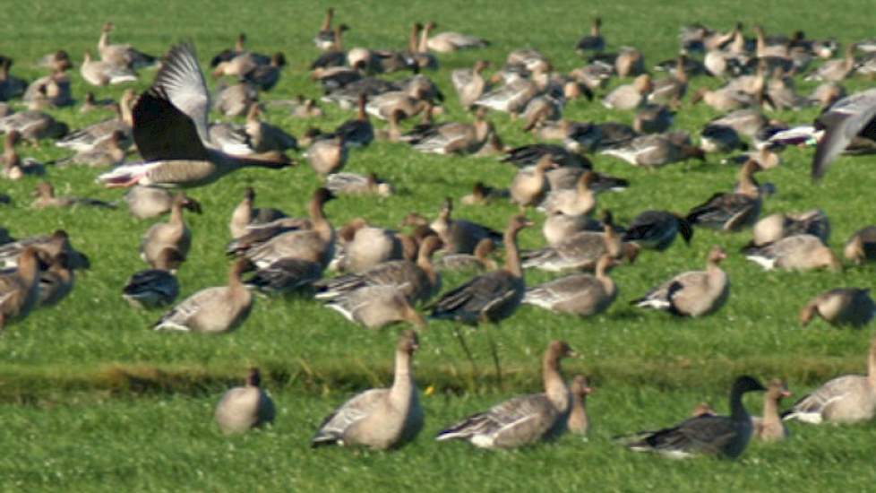 Ganzenschade In Wintergraan Snel Melden | Agraaf.nl - Landbouwnieuws ...