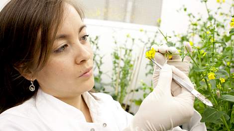 Stekken is duur en dankzij 'reverse breeding'niet meer nodig in de plantenveredeling (foto STW.nl)