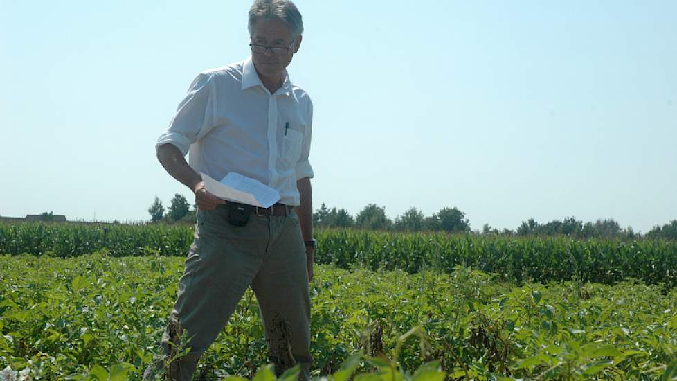 In het project DuRPh werken Wageningse onderzoekers tien jaar lang samen aan nieuwe aardappelrassen die duurzaam resistent zijn tegen phytophthora