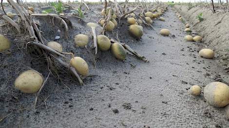 Bij deze pootaardappelen zijn de knollen grotendeels blootgespoeld, bij consumptieaardappelen heeft het loof nog enige bescherming geboden.