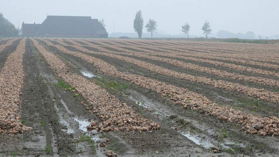 In de omgeving van Roodeschool liggen de uien nog op het land. Door de nattigheid kan het er nog niet af.