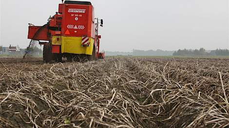 Akkerbouwer Fred Lammers rooide maandag met een zelfrijder 2,5 hectare Seresta zetmeelaardappelen