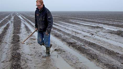 Akkerbouwer Arco Klok inspecteert zijn aardappelen op het natte land.