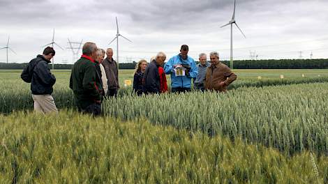 Op de voorgrond de onbehandelde rassen, er tegenover (achter de groep) de wel bespoten granen. Telers laten weten dat ‘als er geen regen meer valt, het graan misschien sneller of te snel rijp is, maar er zit ook nog genoeg vocht in de bodem.’